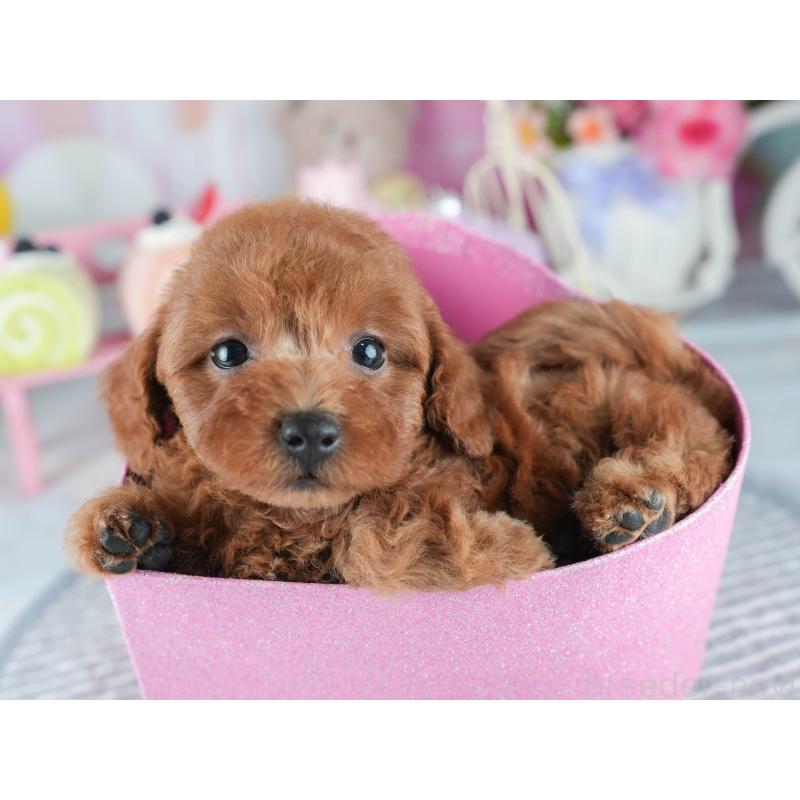 販売中の茨城県のトイプードル-407812の7枚目