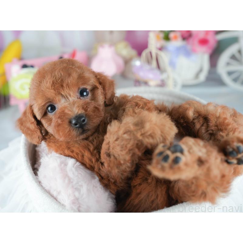 販売中の茨城県のトイプードル-407812の6枚目