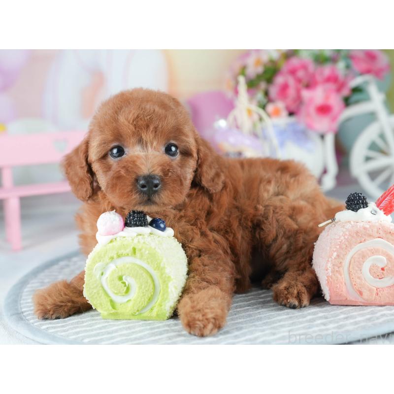 販売中の茨城県のトイプードル-407812の5枚目