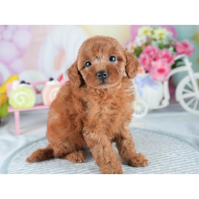 販売中の茨城県のトイプードル-407812の3枚目