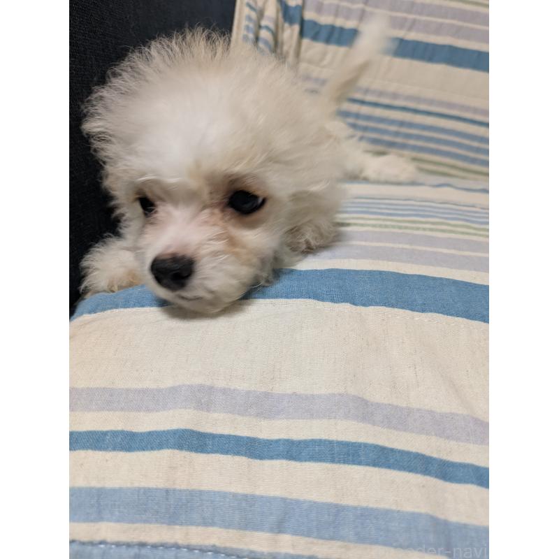販売中の三重県のミックス犬-387885の3枚目