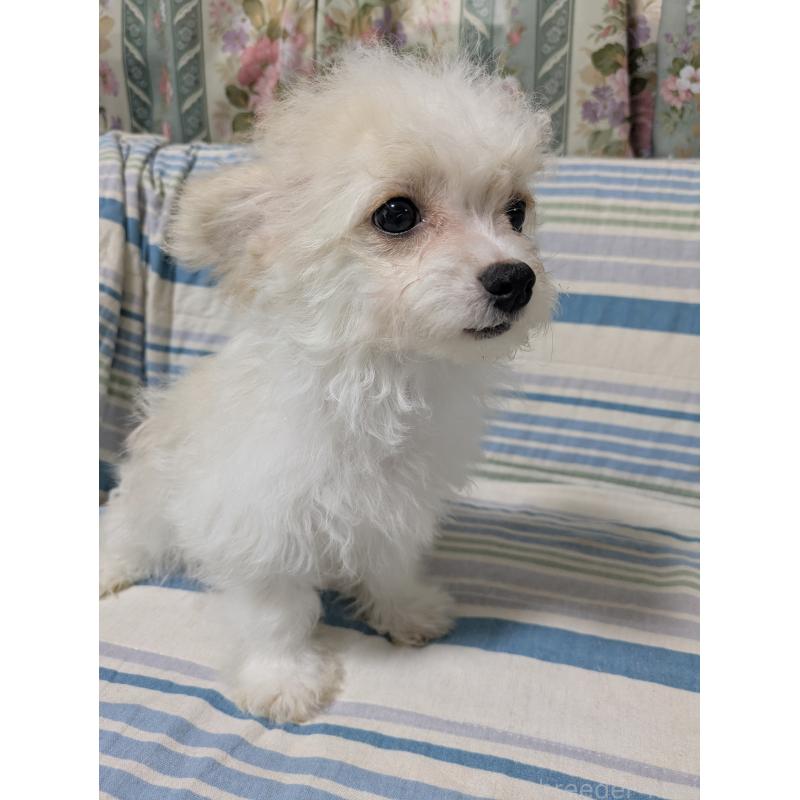 販売中の三重県のミックス犬-387885の2枚目