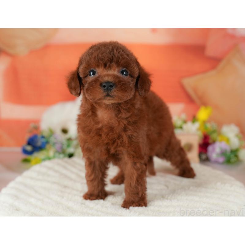 販売中の栃木県のトイプードル-407753の5枚目