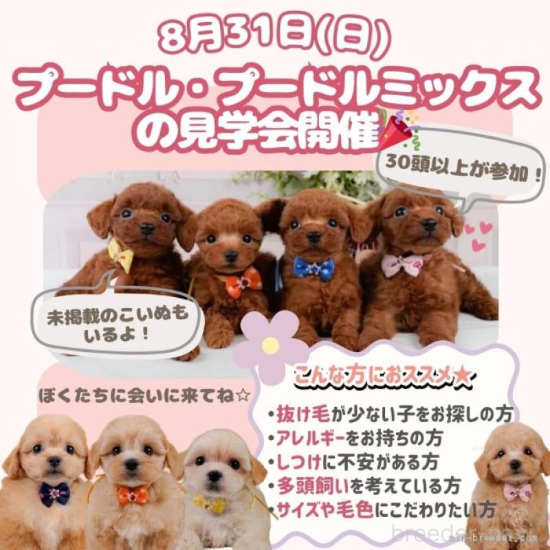 販売中の神奈川県のトイプードル-407710の17枚目