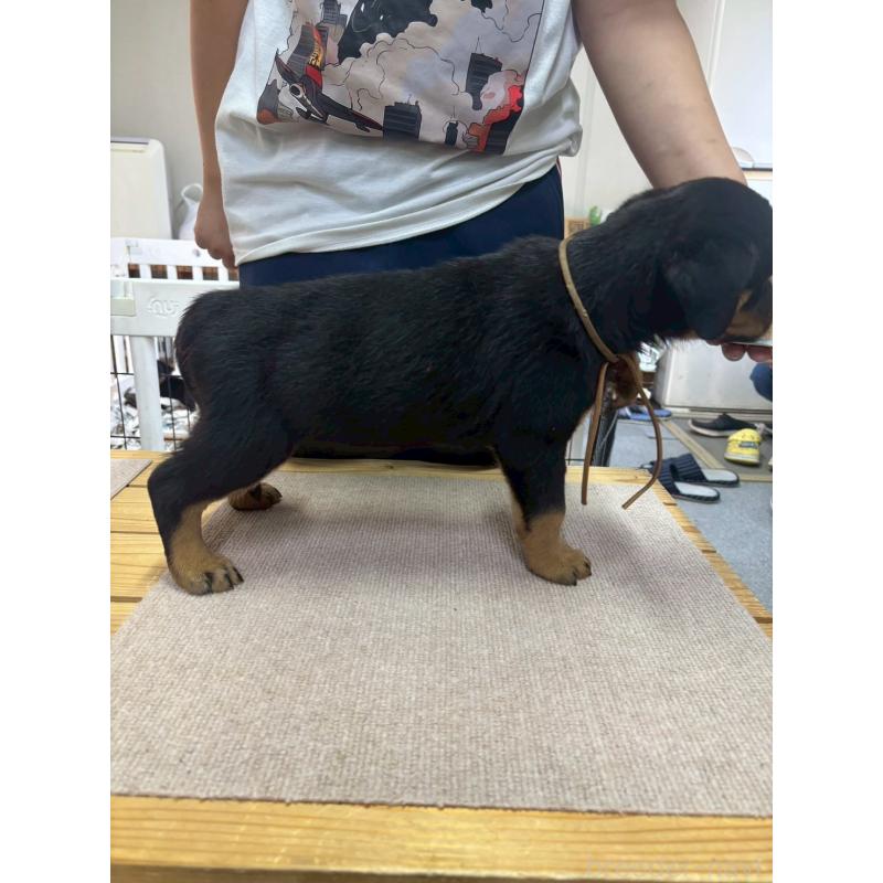 販売中の栃木県のロットワイラー-407532の2枚目