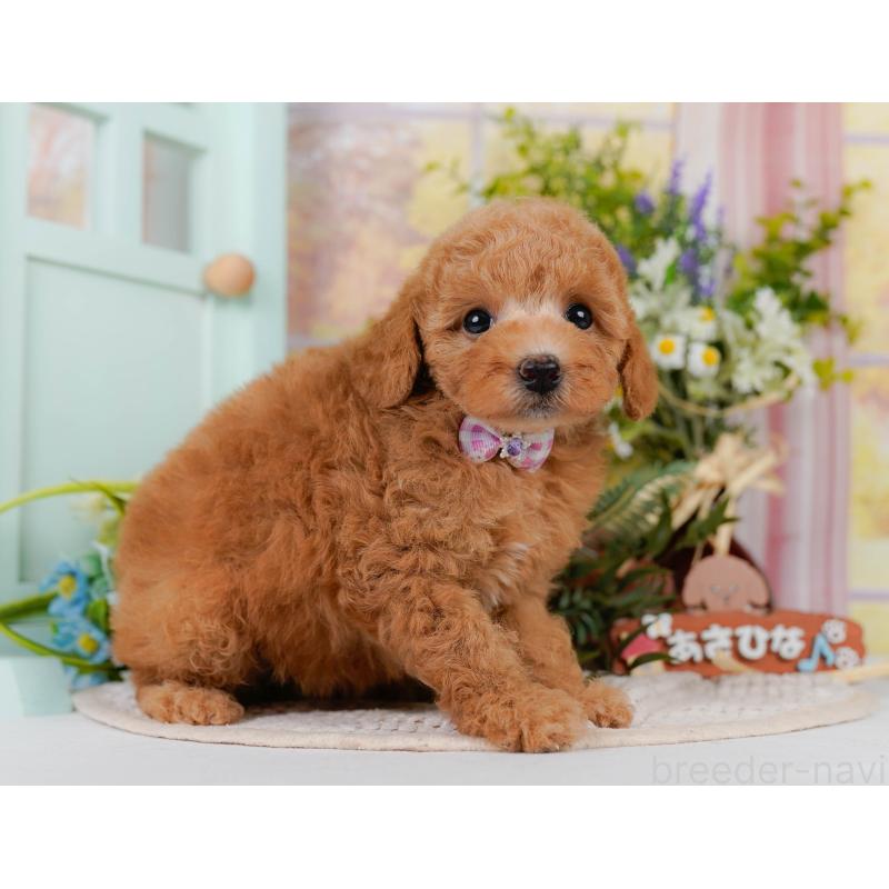 販売中の神奈川県のトイプードル-407713の10枚目