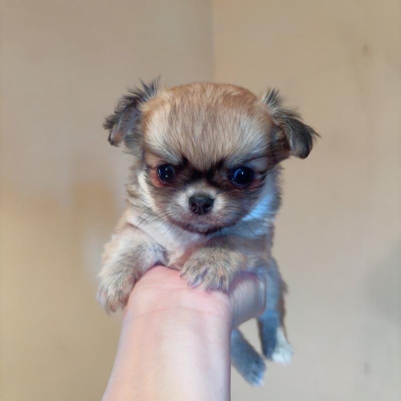 成約済の香川県のチワワ(ロングコート)-405892の7枚目