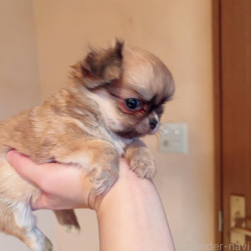 成約済の香川県のチワワ(ロングコート)-405892の6枚目