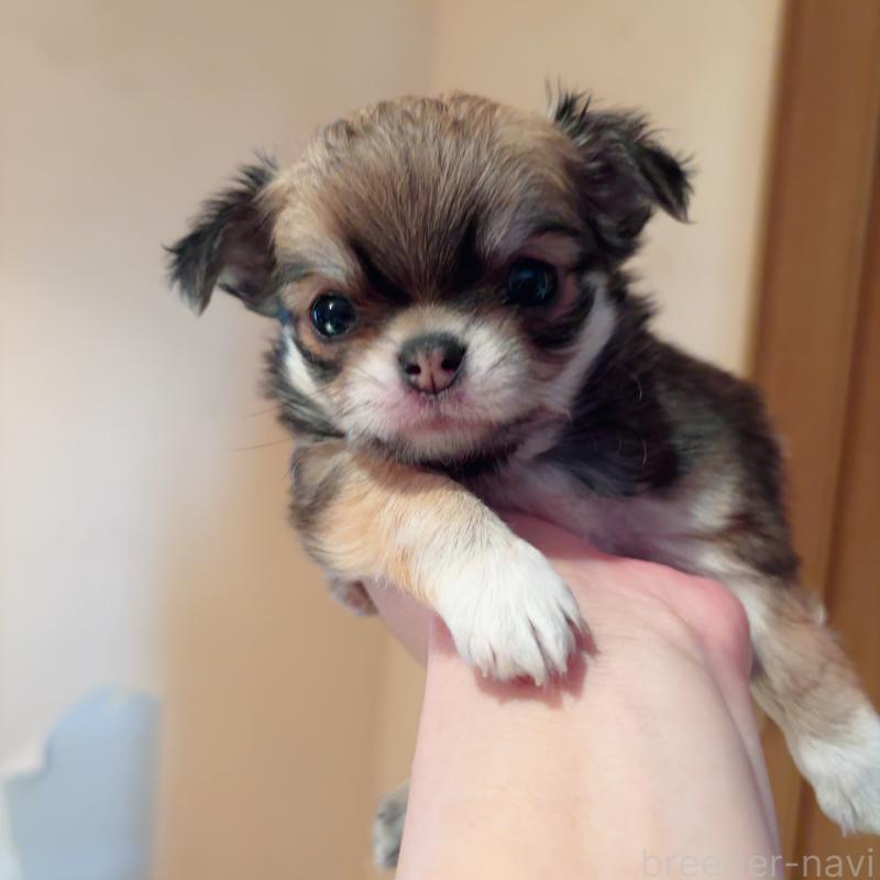 成約済の香川県のチワワ(ロングコート)-405900の6枚目