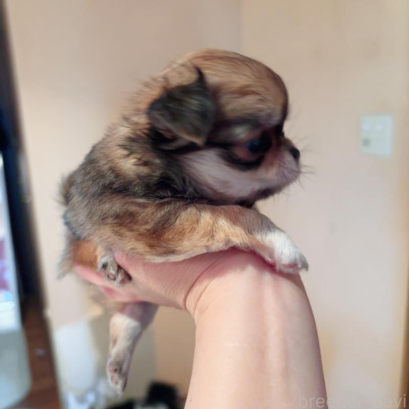 成約済の香川県のチワワ(ロングコート)-405900の5枚目