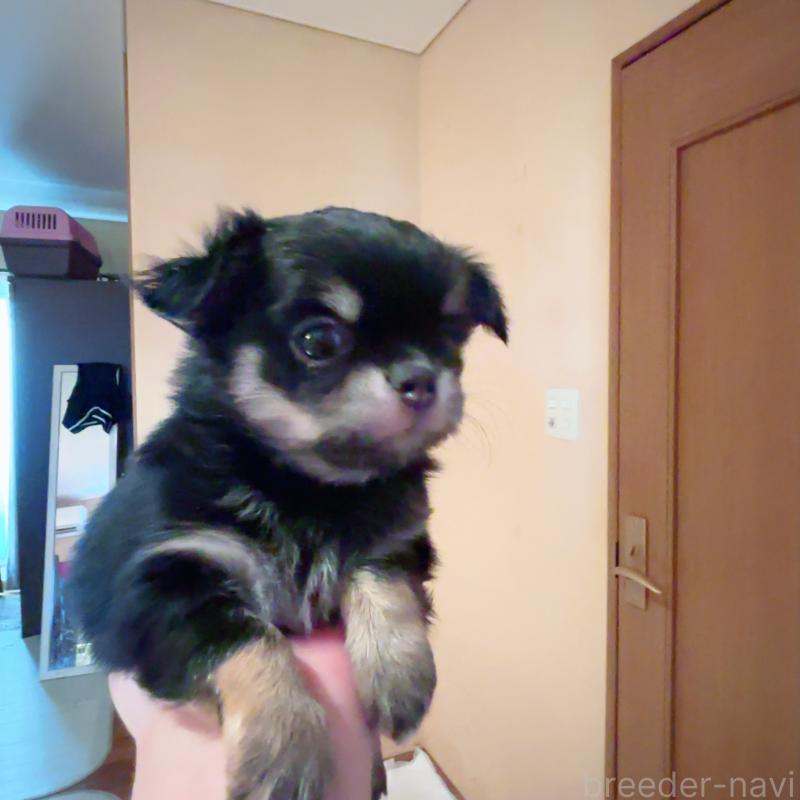 成約済の香川県のチワワ(ロングコート)-405899の6枚目