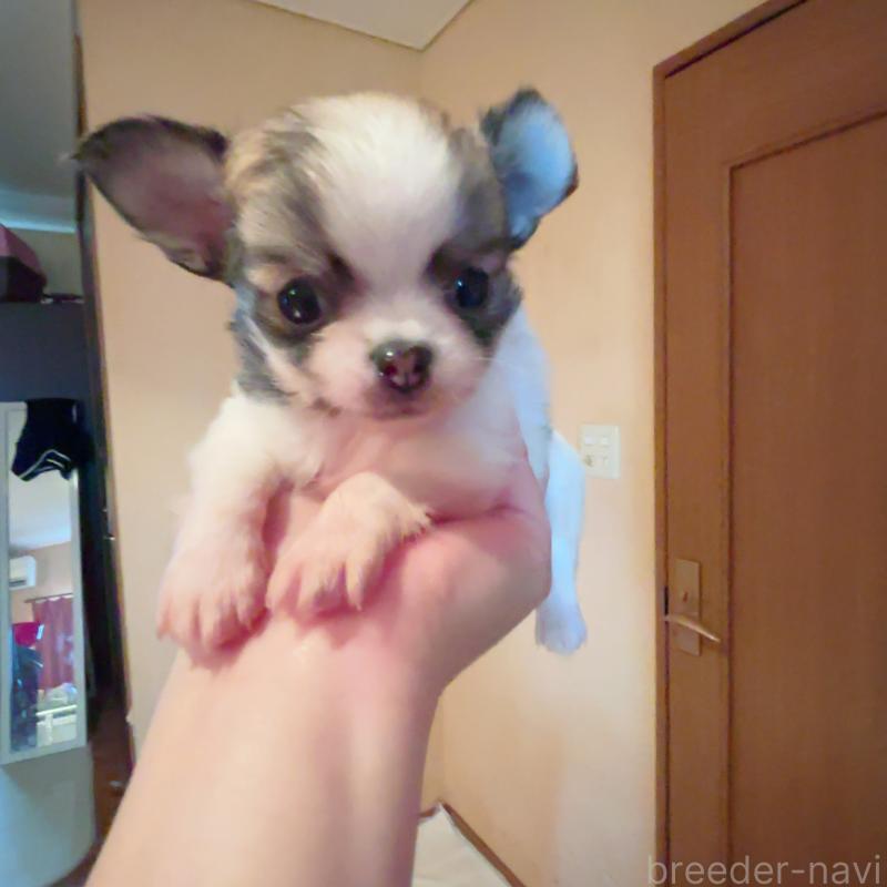 成約済の香川県のチワワ(ロングコート)-405897の7枚目