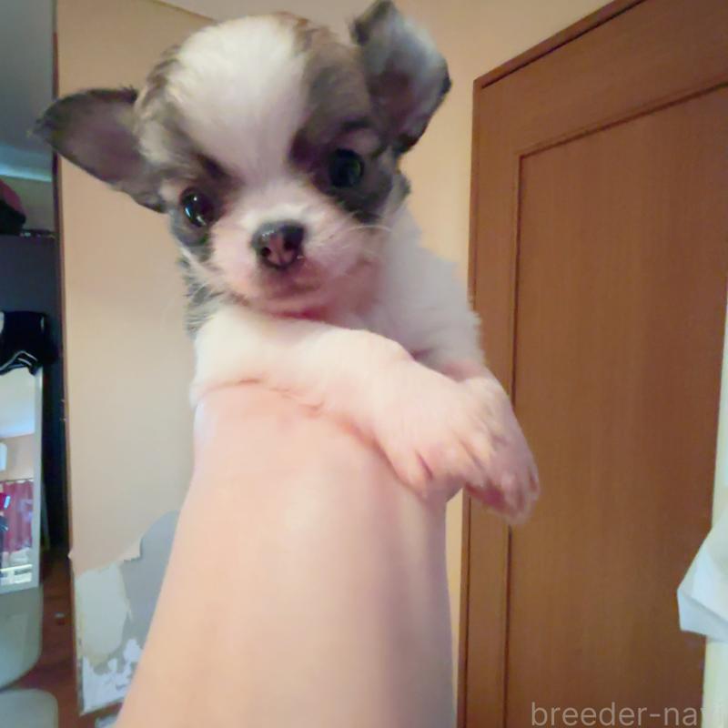 成約済の香川県のチワワ(ロングコート)-405897の6枚目