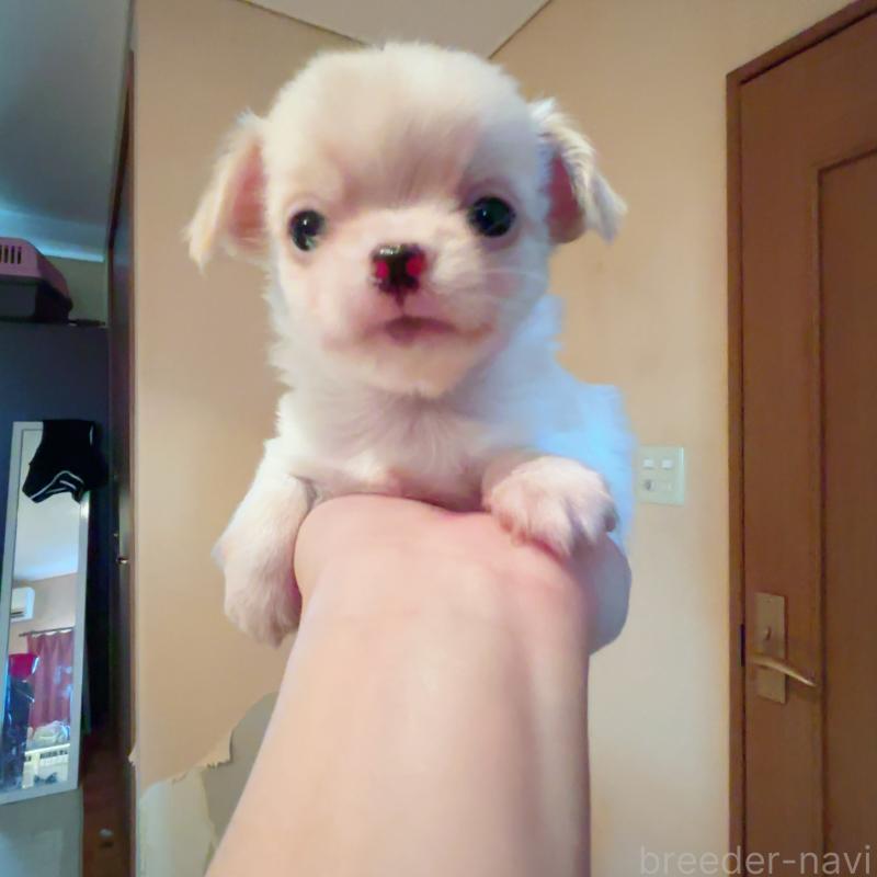 成約済の香川県のチワワ(ロングコート)-405896の4枚目