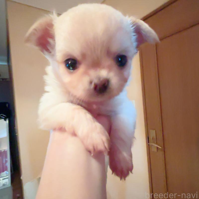 成約済の香川県のチワワ(ロングコート)-405893の9枚目