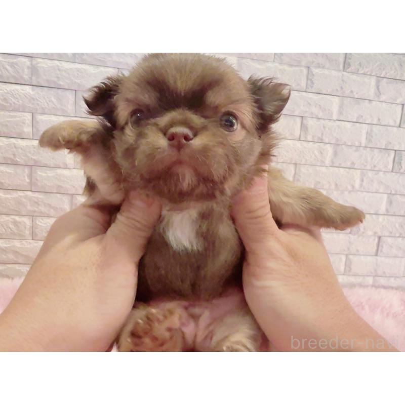 販売中の奈良県のチワワ(ロングコート)-407541の12枚目