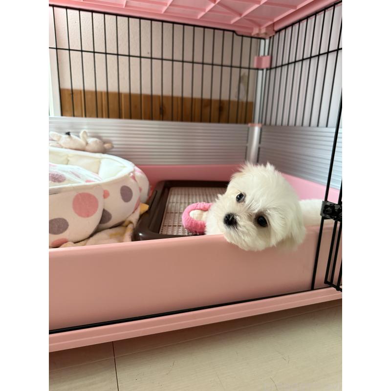 成約済の山形県のミックス犬-403718の5枚目