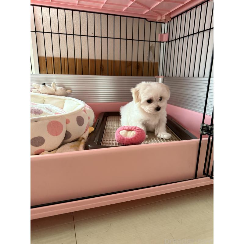 成約済の山形県のミックス犬-403718の4枚目