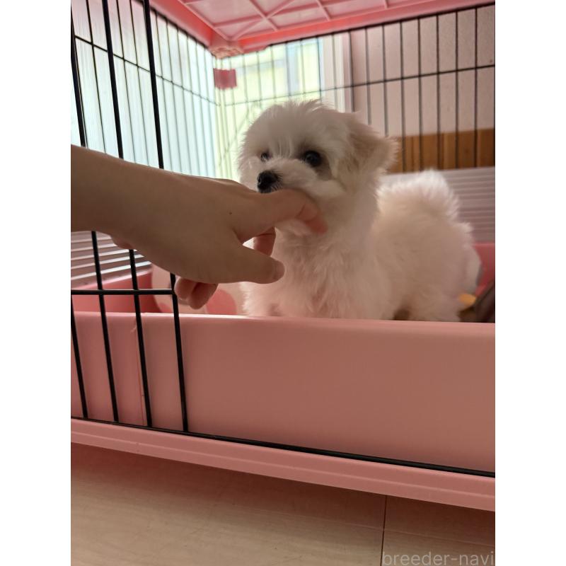 成約済の山形県のミックス犬-403718の3枚目