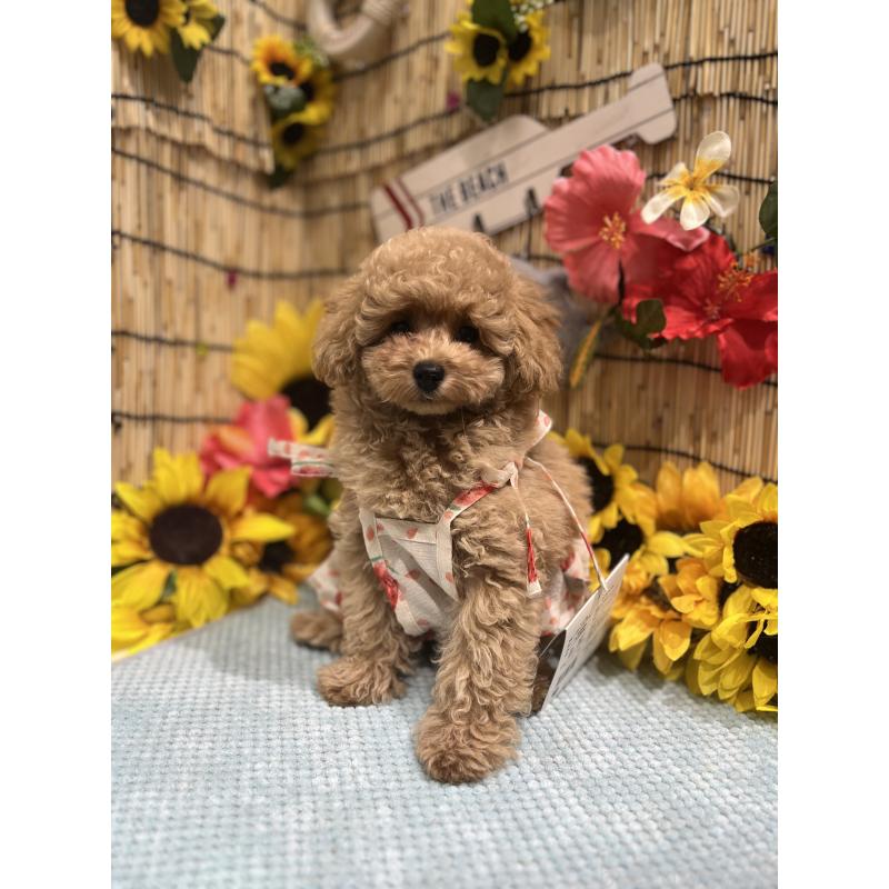 成約済の広島県のトイプードル-394151の2枚目