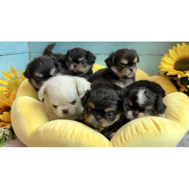 販売中の埼玉県のミックス犬-406508の27枚目