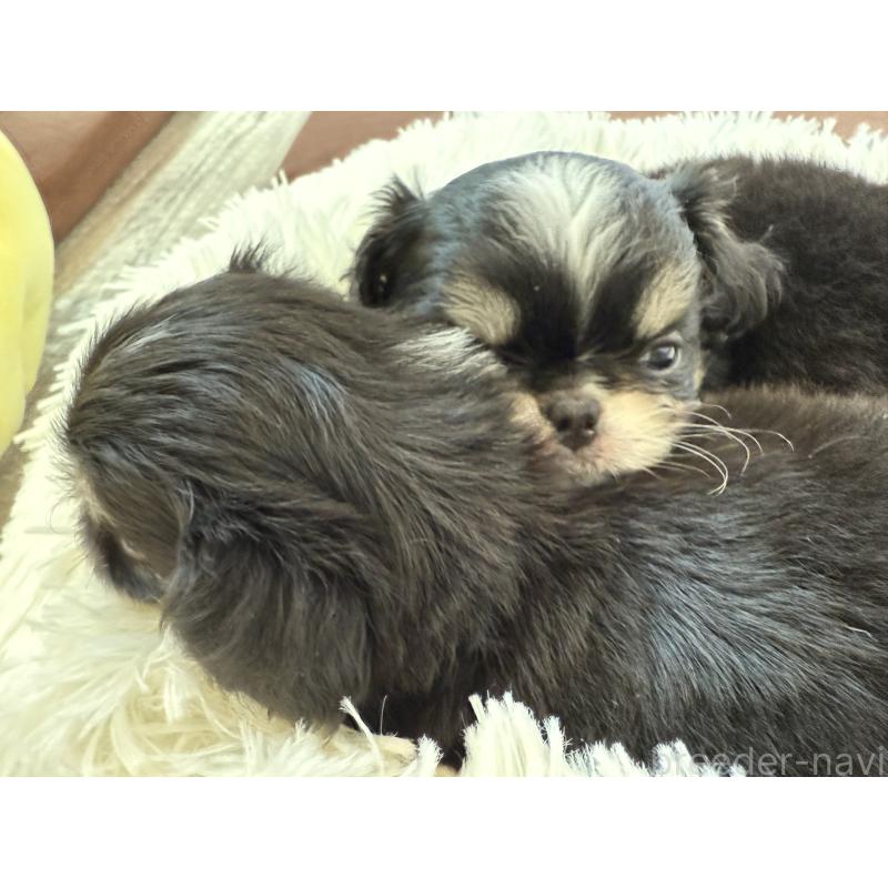 販売中の埼玉県のミックス犬-406508の26枚目