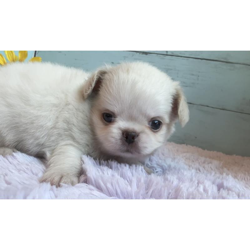 販売中の埼玉県のミックス犬-406503の37枚目
