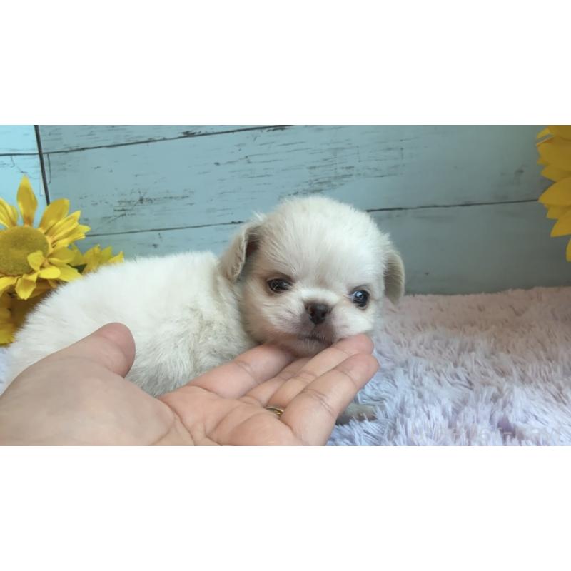 販売中の埼玉県のミックス犬-406503の36枚目