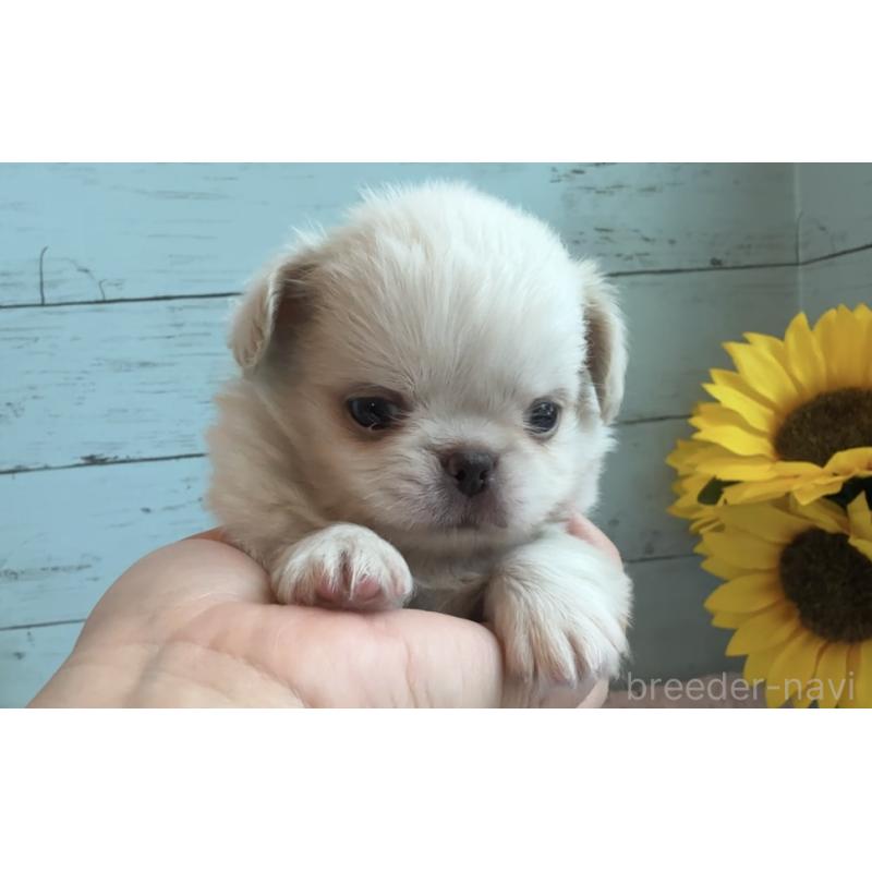 販売中の埼玉県のミックス犬-406503の34枚目