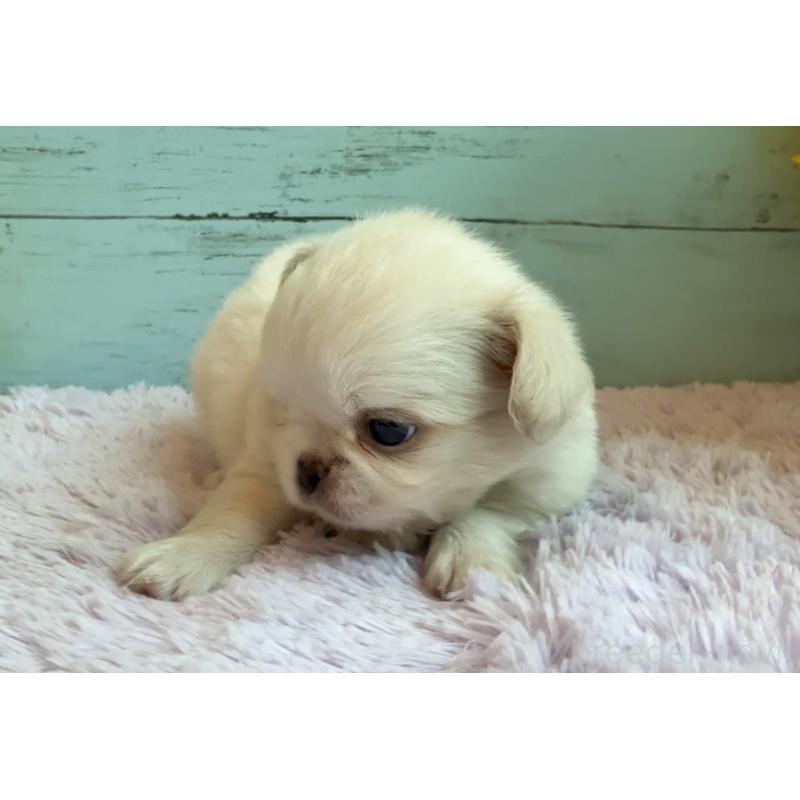 販売中の埼玉県のミックス犬-406503の32枚目