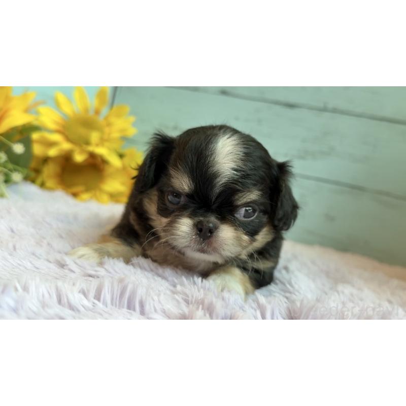 販売中の埼玉県のミックス犬-406508の24枚目