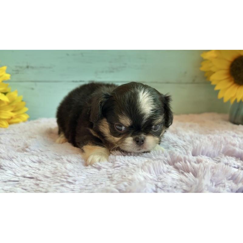 販売中の埼玉県のミックス犬-406508の21枚目