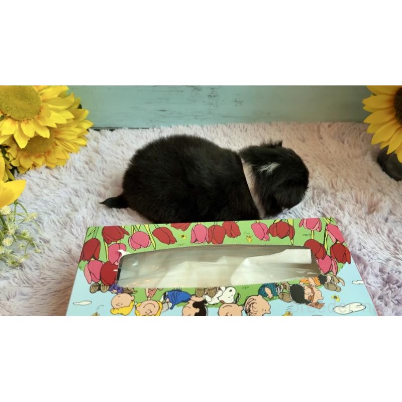 販売中の埼玉県のミックス犬-406509の9枚目