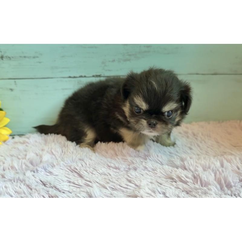 販売中の埼玉県のミックス犬-406509の7枚目