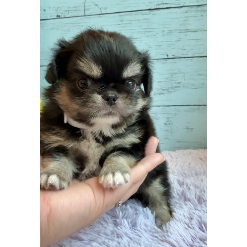 販売中の埼玉県のミックス犬-406509の6枚目