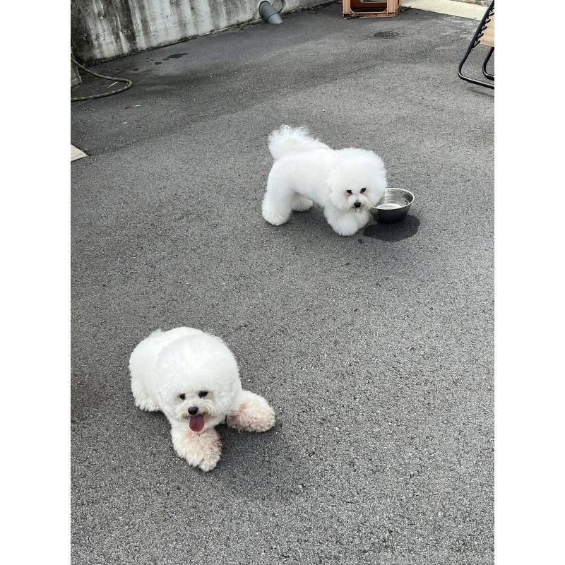 オペラちゃん1枚目