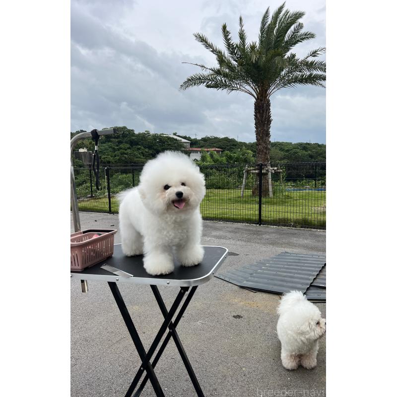 オペラちゃん1枚目