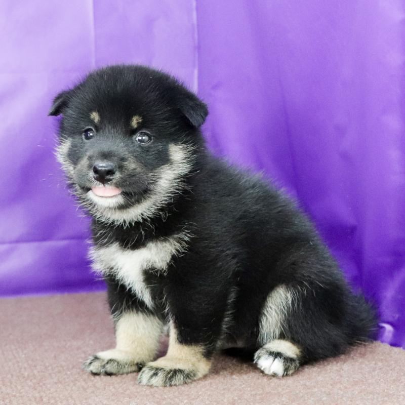 販売中の愛知県の柴犬-402734の9枚目