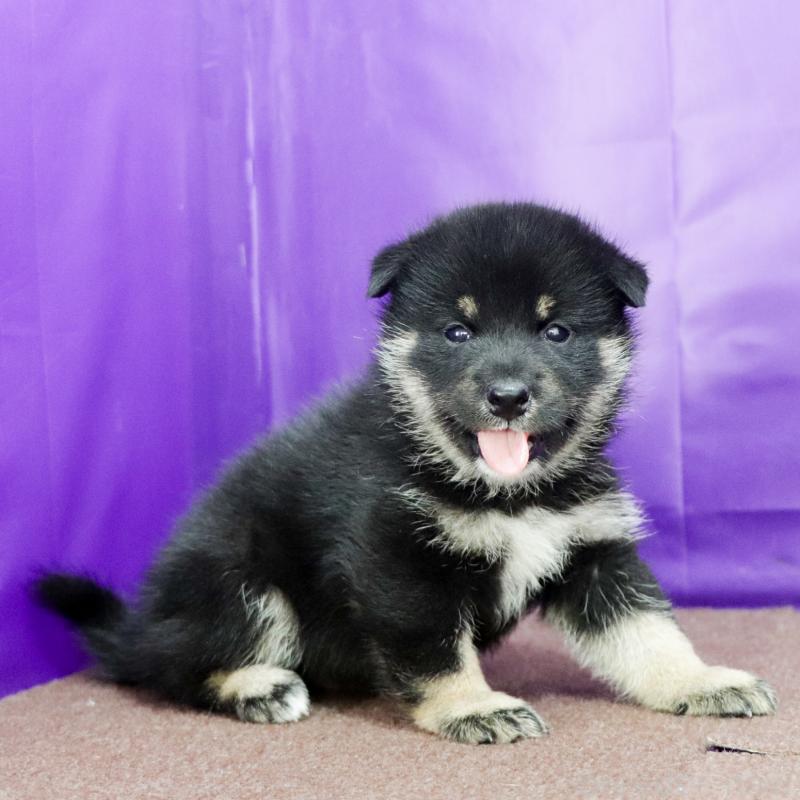 販売中の愛知県の柴犬-402734の8枚目