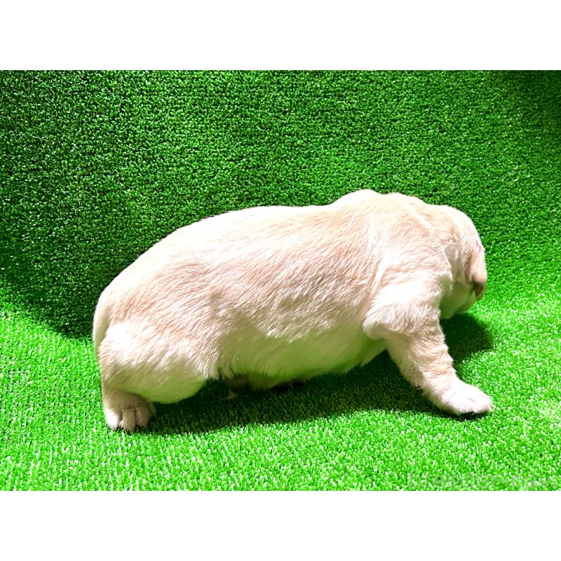 成約済の大阪府のミックス犬-405631の5枚目