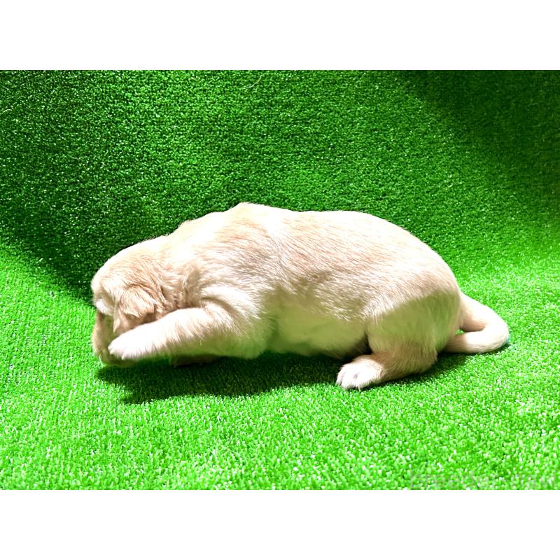 成約済の大阪府のミックス犬-405631の4枚目