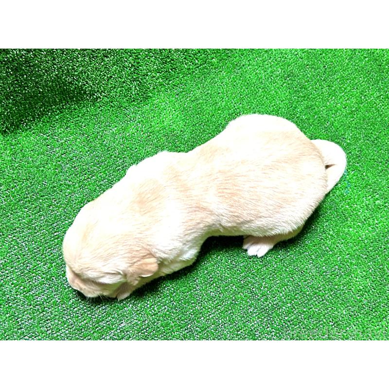 成約済の大阪府のミックス犬-405631の3枚目