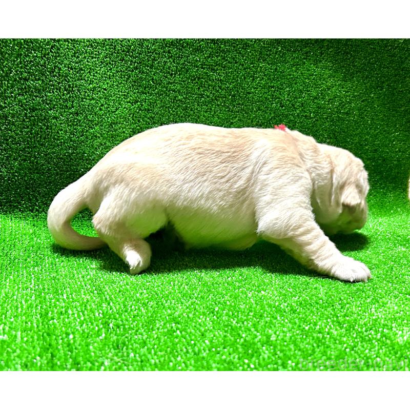 成約済の大阪府のミックス犬-405630の5枚目