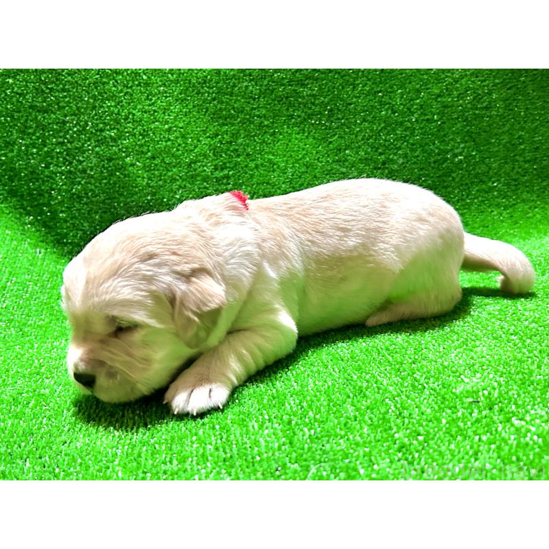 成約済の大阪府のミックス犬-405630の4枚目