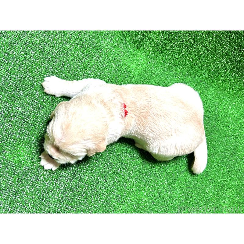 成約済の大阪府のミックス犬-405630の3枚目