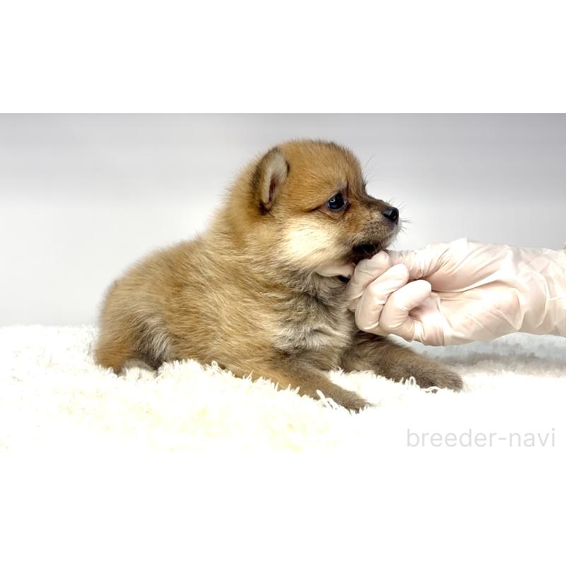 販売中の茨城県のミックス犬-407593の5枚目