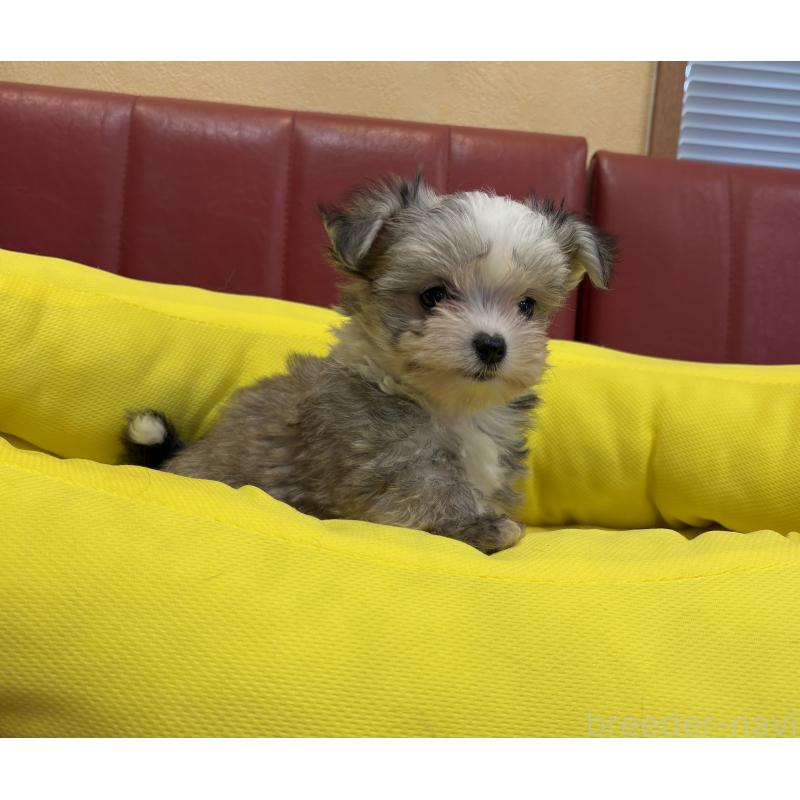 販売中の京都府のミックス犬-407598の4枚目