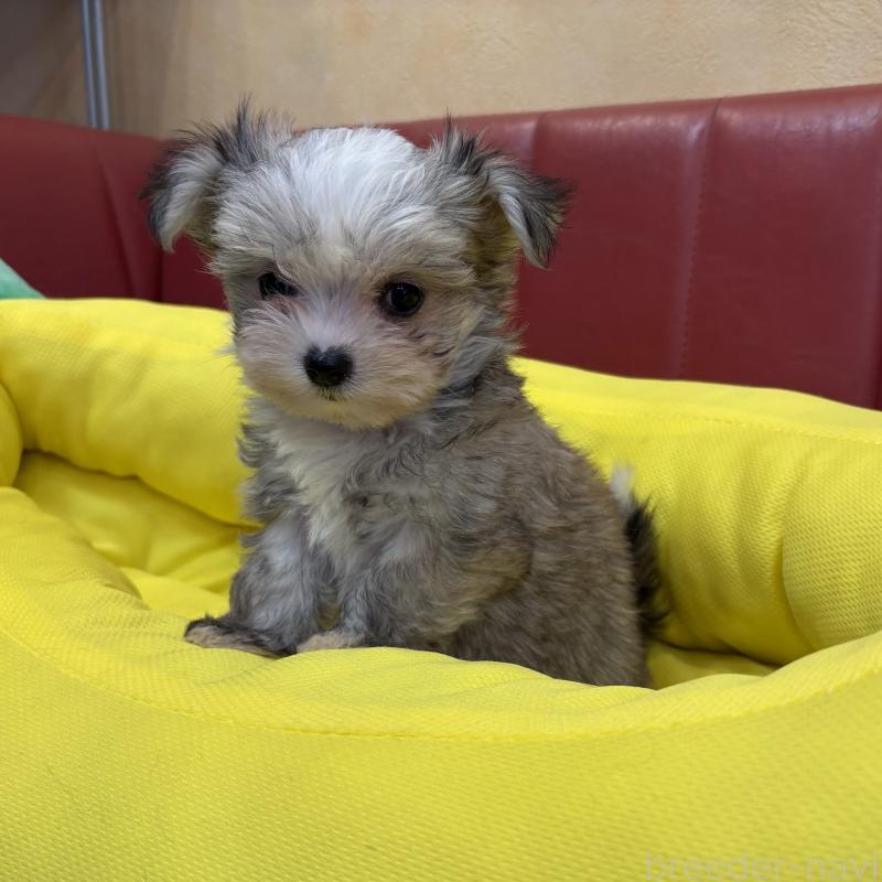 販売中の京都府のミックス犬-407598の3枚目
