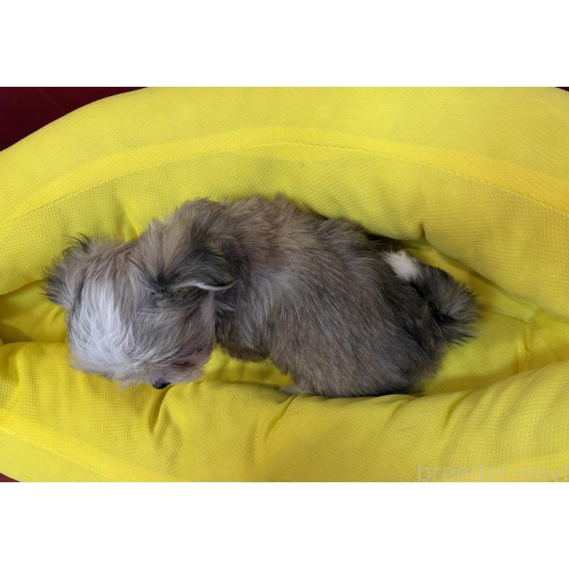 販売中の京都府のミックス犬-407598の2枚目