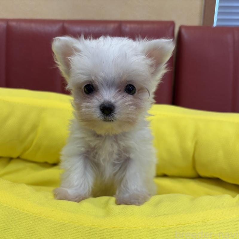 販売中の京都府のミックス犬-407599